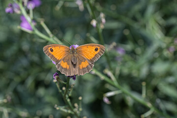 Fototapeta na wymiar Topview of Gatekeeper butterfly.