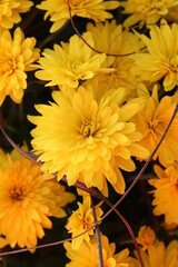 Obraz premium Yellow mums 