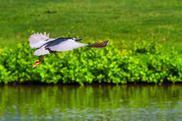 Blue heron flying very low over a pond in search of food.