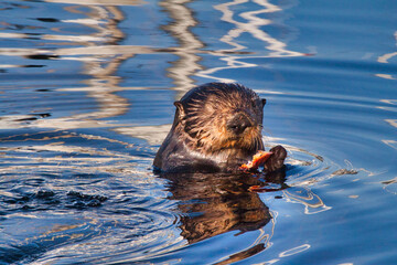 Sea otter floating on its back while eating.