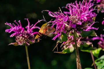 Hummingbird Hawk Moth pollinating some bee balm in the garden
