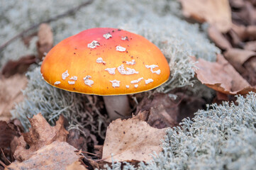 Close-up of fly amanita growing among grey moss. A toxic inedible mushroom in its natural habitat.