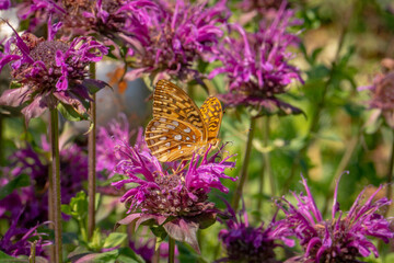 Beautiful butterfly on bee balm in the garden, high quality photo