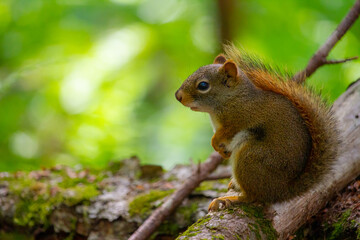 Ecureuil roux dans la forêt