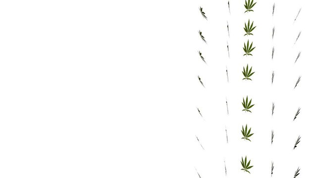 many flying hemp leaves on a white background. animated background. 3d render