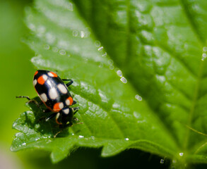 Vaquita de San Antonio en hoja de malva