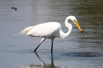 Egret_Fish