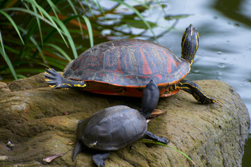 岩の上で甲羅干しをする亀の親子