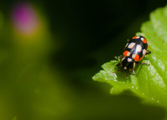 Vaquita de San Antonio en hoja de malva