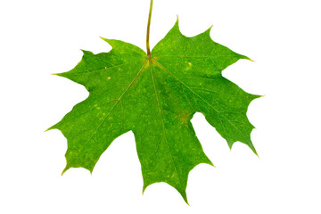 Green maple leaf isolated on a white background. Top view.