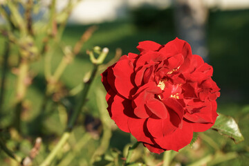 rose red Bud flower close up with copy space of green stems