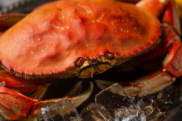 Close-up view of coked crab with ice cubes. Macro photo. Seafood concept. Delicious meal....