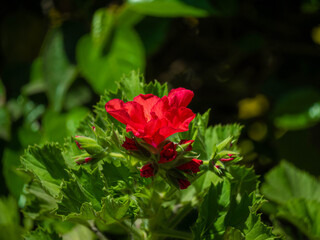 Las flores que se pueden encontrar en el jardín