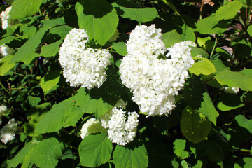 Blooming white hydrangea. Garden hydrangea bush with white flowers and green leaves.