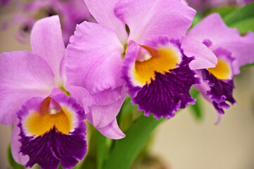 ピンクとムラサキの綺麗なカトレア