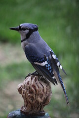 blue jay bird