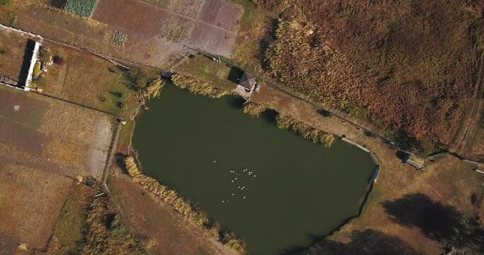 Aerial view with drone of ducks and another wild birds floating in the lake