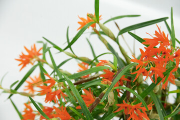 細い葉とオレンジ色の花が美しい南米産蘭