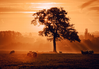 A beautiful sunrise in the county of Warwickshire in UK,it was a cold morning, you can see the sun rays mixing with the mist while the flock eats around this gorgeous tree.