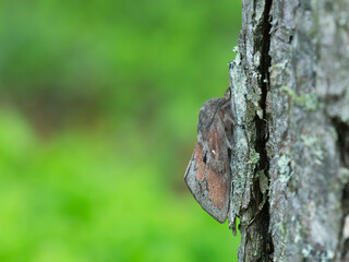 Pine-tree lappet, Dendrolimus pini moth on pine tree, this insect can cause damage on pine forests