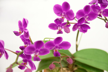 ピンクの小花を咲かす蘭