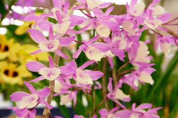 Obraz premium 細い花弁を突き出し咲き誇るﾃﾞﾝﾄﾞﾛﾋﾞｭｰﾑ