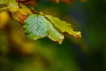 water drops on leaf - autumn scenery