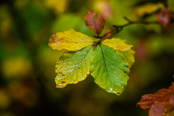 yellow autumn leaves after rain