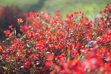 Red flowers. Garden plants in sunlight. Beautiful natural background from small flowers.