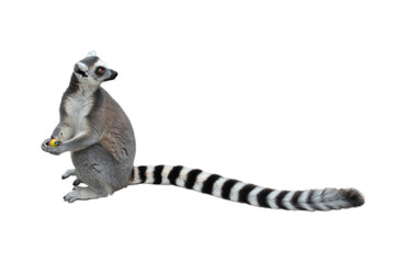 Ring-tailed lemur, Lemur catta, sitting on ground, holding a piece of fruit and looking over its long beautiful tail. Animal isolated on white background. Habitat Madagascar, Africa. © Vaclav