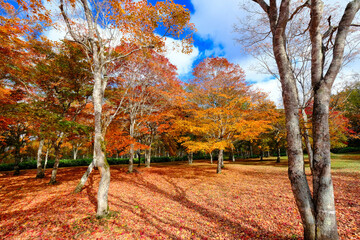Naklejka premium 北海道の紅葉
