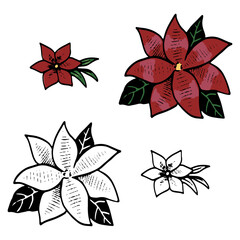 Doodles of Poinsettia flowers. Hand drawn vector illustration. Realistic vintage sketches. Set of black contour and color elements isolated on white. For design, decor, prints, card, sticker, poster.