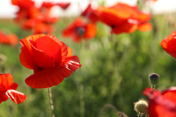 Beautiful blooming poppy flowers in field on spring day