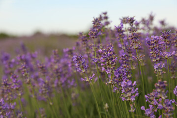 Beautiful blooming lavender field on summer day, closeup