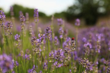 Beautiful blooming lavender field on summer day, closeup