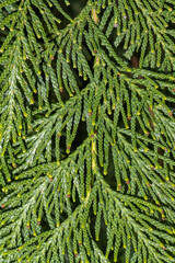 Leaves of Western Red Cedar (Thuja plicata)