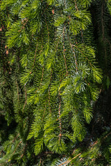 Leaves of Weeping Serbian Spruce (Picea omorika 'Pendula')