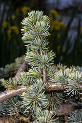Naklejka na ściany i meble Leaves of Weeping Blue Atlas Cedar (Cedrus atlantica 'Glauca Pendula')