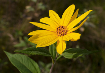 Jerusalem artichoke flower