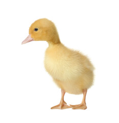 Cute fluffy gosling on white background. Farm animal