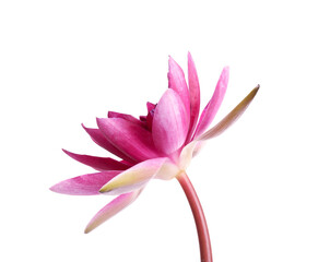 Beautiful blooming pink lotus flower isolated on white