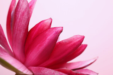 Beautiful blooming lotus flower on light pink background, closeup