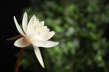 Beautiful white lotus flower and blurred green plant on background. Space for text