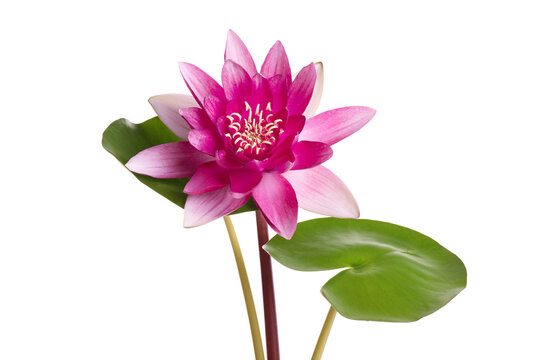 Beautiful blooming lotus flower with green leaves isolated on white