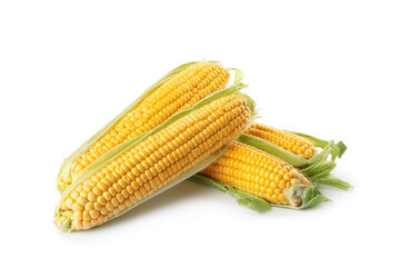 Ripe raw corn cobs with husk on white background