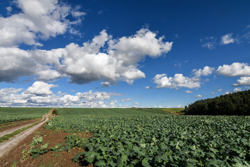 Agricultural landscape of fields with young green plants and blue sky with clouds. 