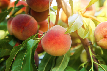 Ripe peaches on tree branch in garden, closeup