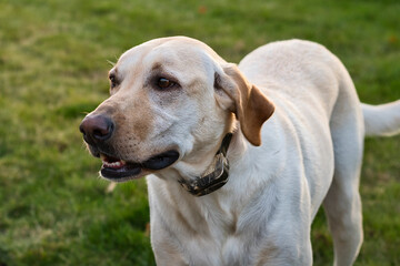 2020-10-15 A CLOSE UP OF A YELLOW LABRADOR WITH A GREEN BACKGROUND