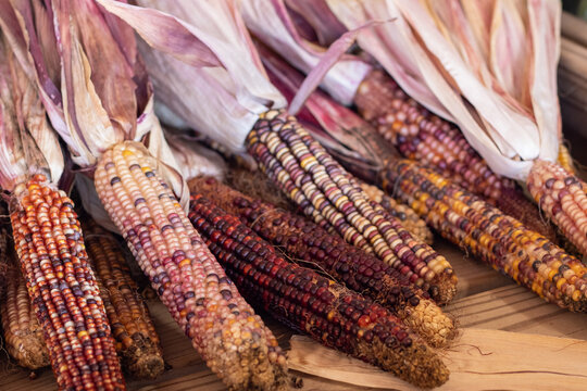 Colorful Indian corn dried on the cob