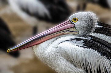 Pelican Portrait